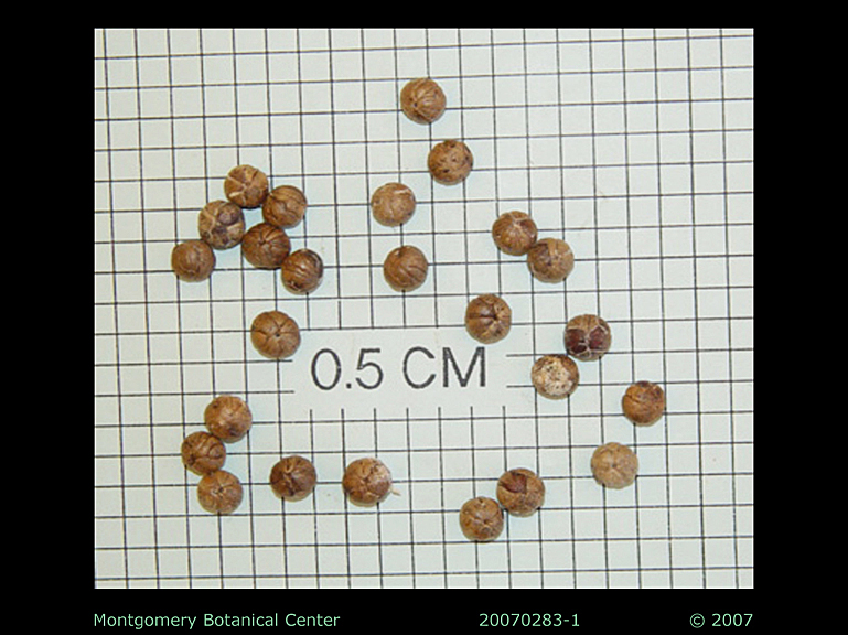  
	 Coccothrinax barbadensis  seeds (MBC photo: 20070283-1). Photograph courtesy of Montgomery Botanical Center  http://www.montgomerybotanical.org/  
