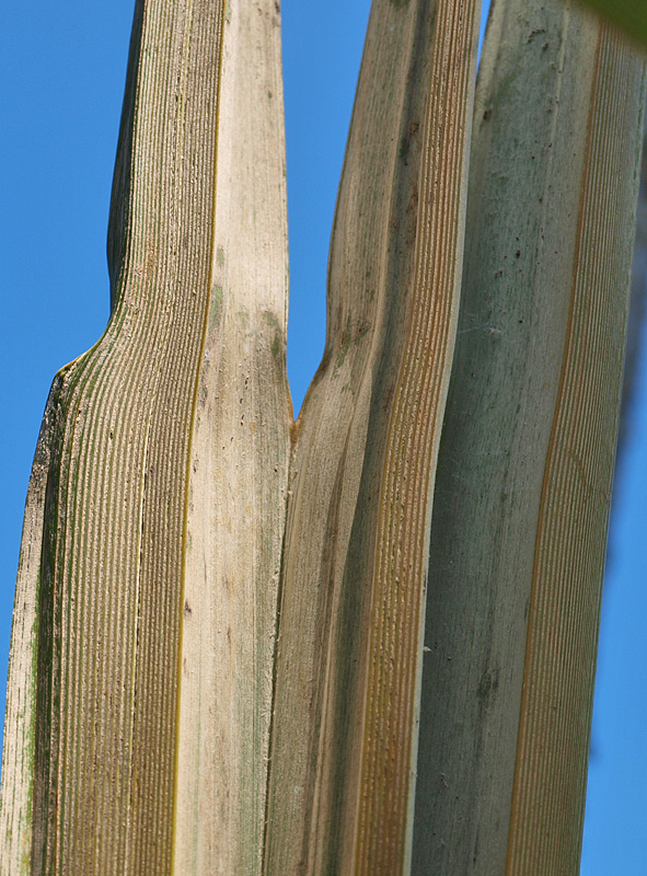 
	 Coccothrinax barbadensis  new leaf expanding with view of 