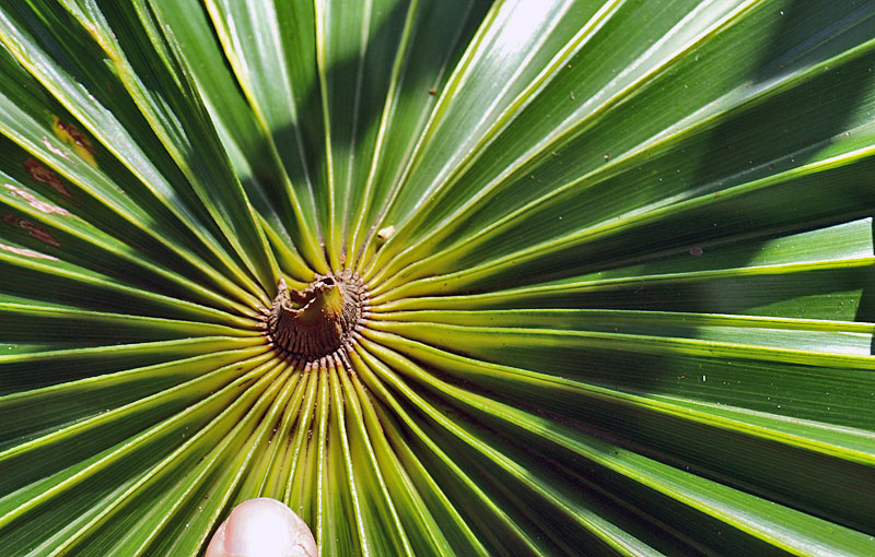   Coccothrinax crinita  upper surface hastula 