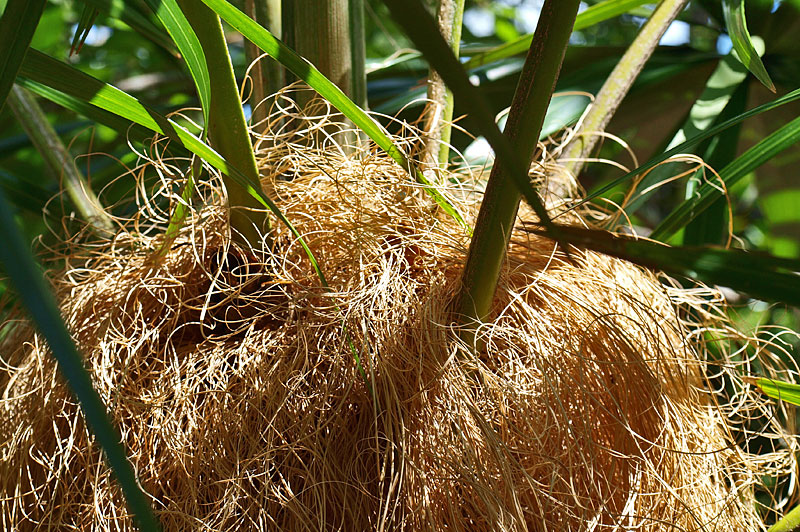   Coccothrinax crinita  close view of fibers 
