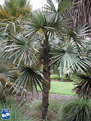   Coccothrinax miraguama  habit. Photograph courtesy of Fairchild Tropical Botanical Garden, Guide to Palms  http://palmguide.org/index.php  