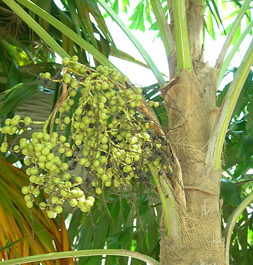   Coccothrinax miraguama  immature fruit 