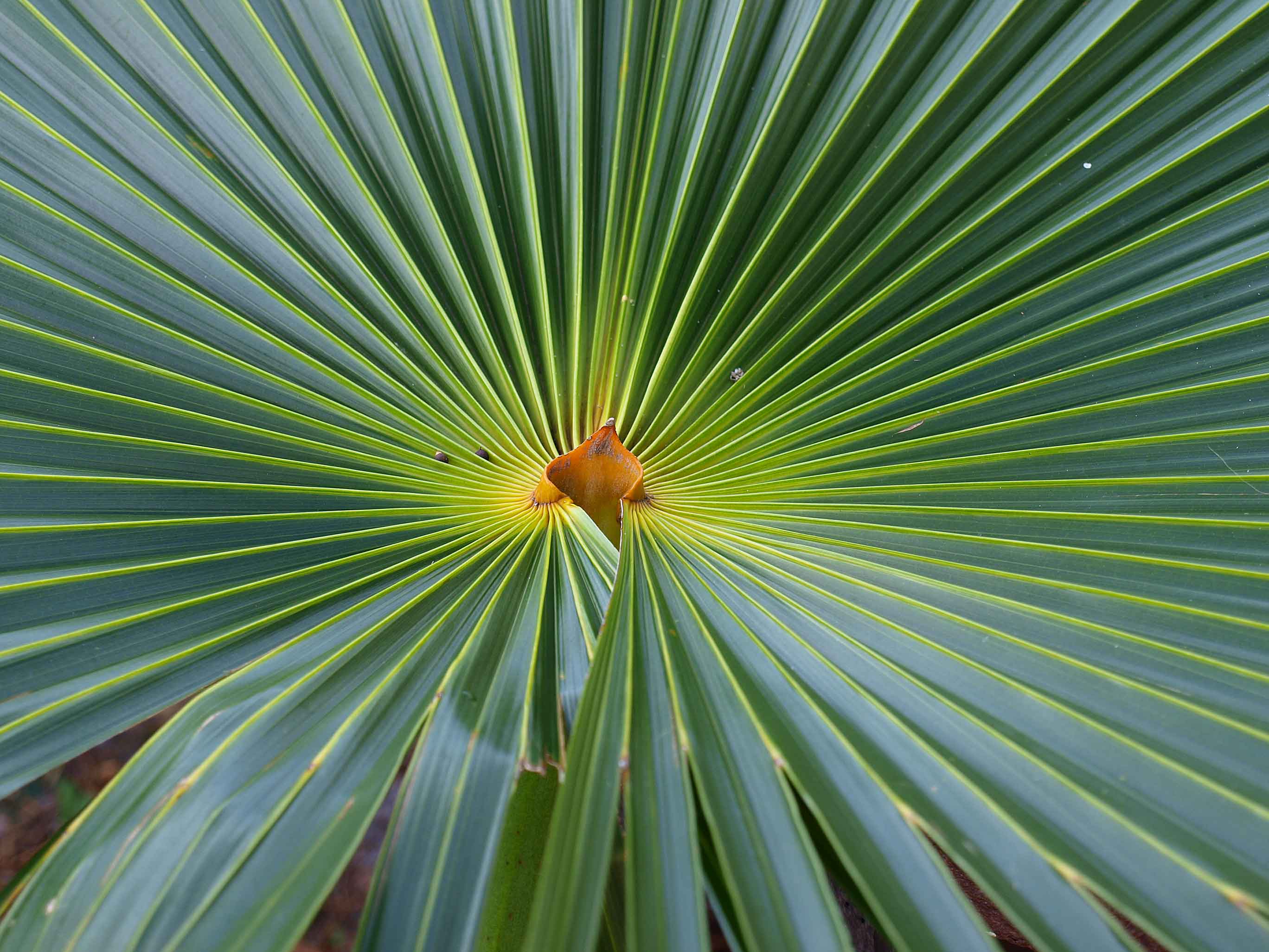   Coccothrinax miraguama  leaf blade upper surface with hastula 