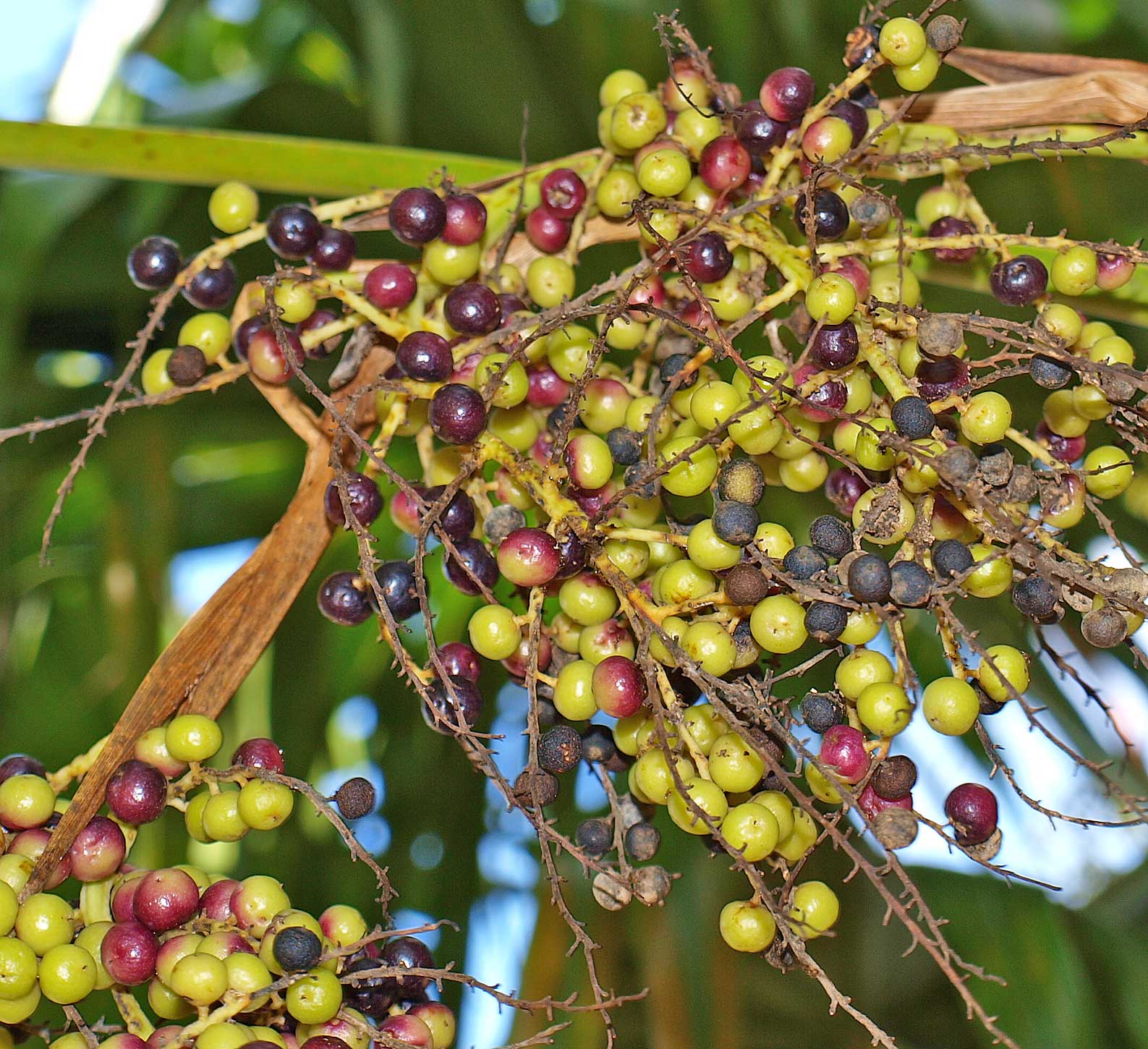   Coccothrinax miraguama  ripening fruit 