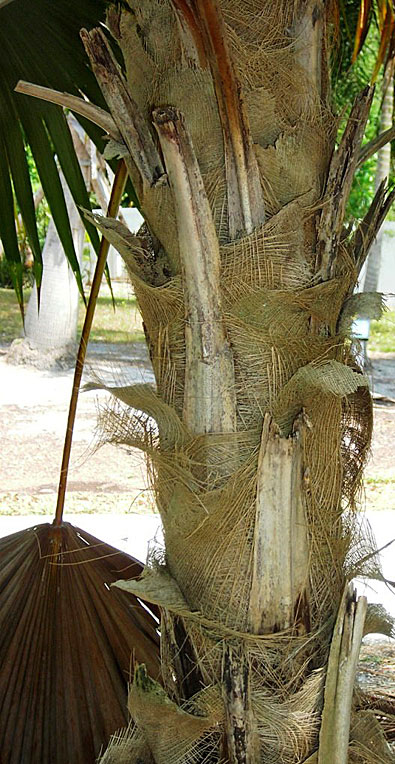   Coccothrinax miraguama  fibrous leaf bases covering stem 