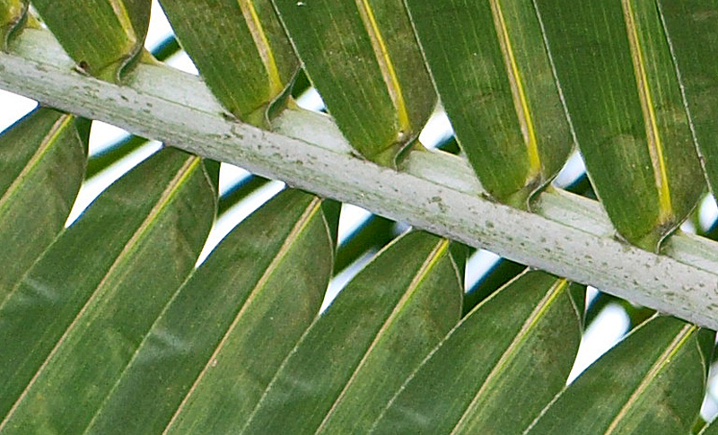   Cocos nucifera  closer view of leaflets 