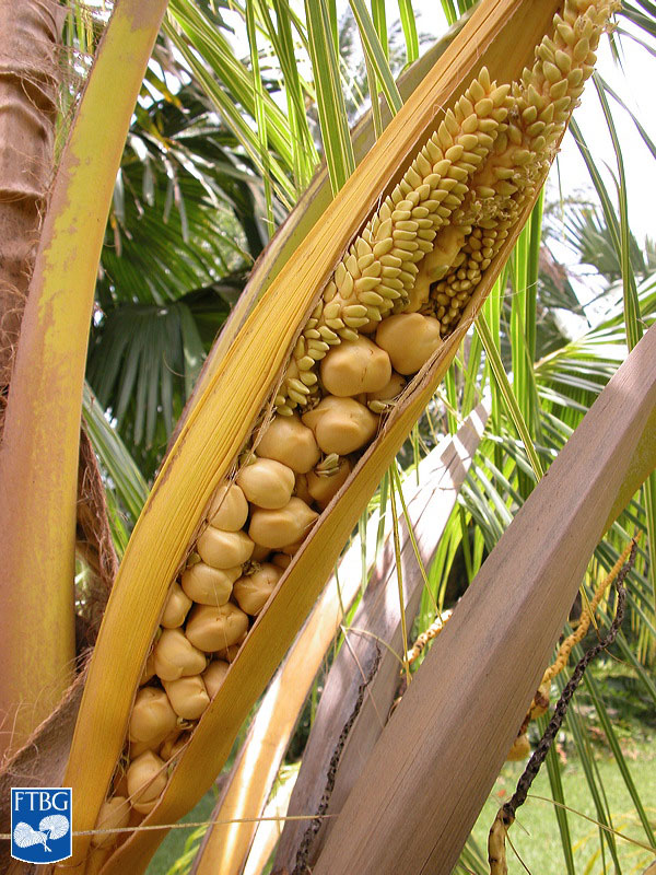   Cocos nucifera  inflorescence. Photograph courtesy of Fairchild Tropical Botanical Garden, Guide to Palms  http://palmguide.org/index.php  