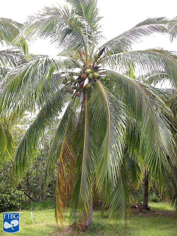   Cocos nucifera  habit. Photograph courtesy of Fairchild Tropical Botanical Garden, Guide to Palms  http://palmguide.org/index.php  