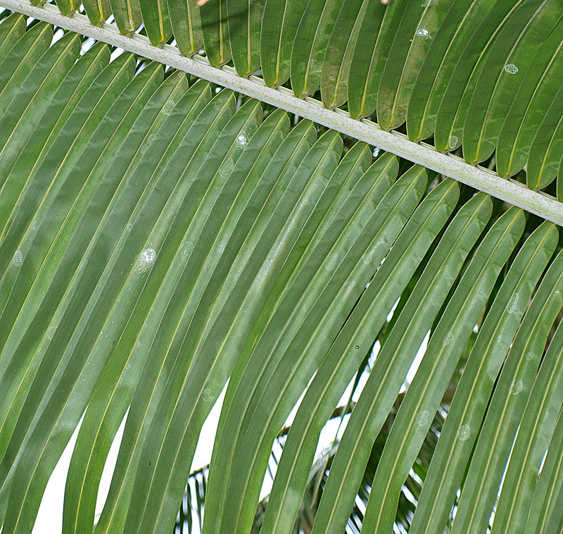   Cocos nucifera  leaflets 