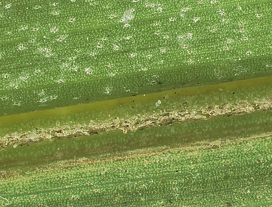   Cocos nucifera  leaflet with ramenta on abaxial midrib and tiny scales scattered on blade 