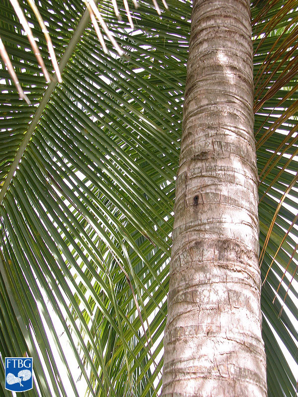  Cocos nucifera  stem. Photograph courtesy of Fairchild Tropical Botanical Garden, Guide to Palms  http://palmguide.org/index.php  