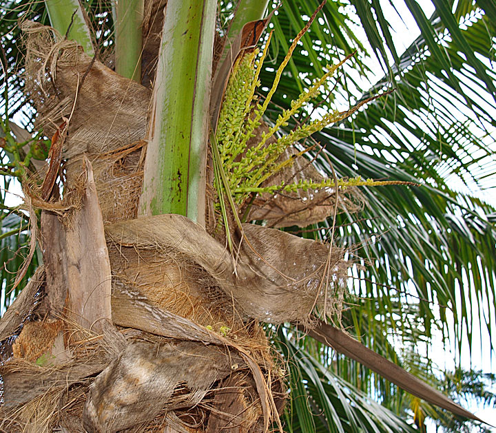   Cocos nucifera  fibers 