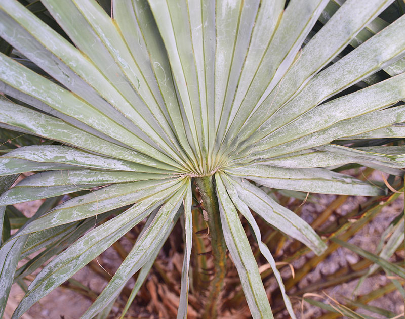   Copernicia alba  leaf blade (adaxial) 