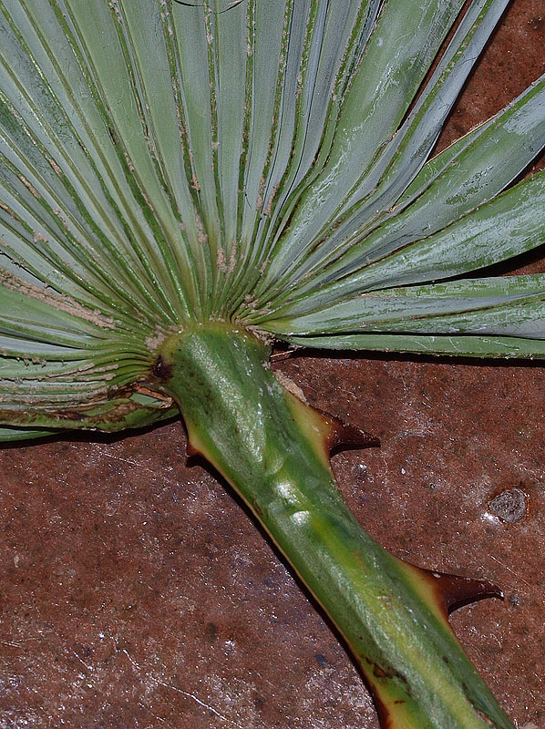  Copernicia alba  abaxial hastula (inconspicuous ridge) 