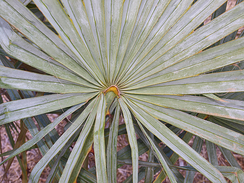   Copernicia alba  leaf blade (adaxial) 
