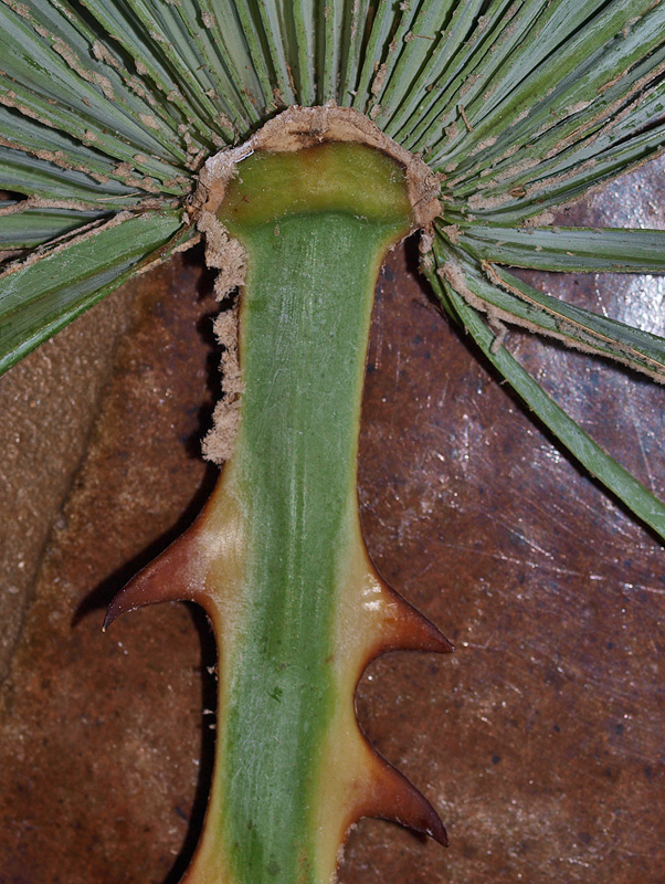   Copernicia alba  adaxial hastula and teeth along petiole 