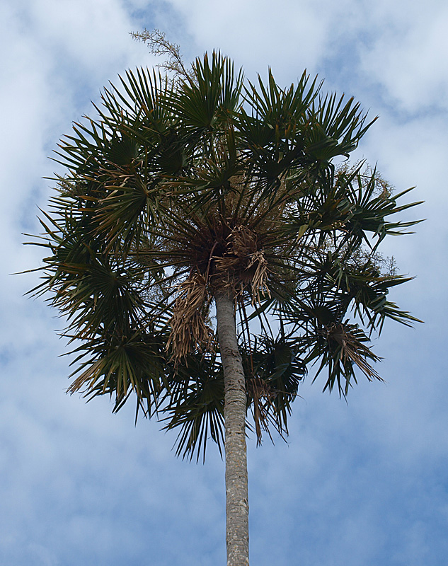   Copernicia alba  canopy 