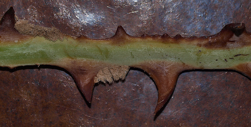   Copernicia alba  petiole with teeth and pubescence 