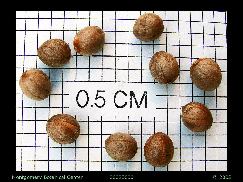   Copernicia alba  seeds (MBC photo: 20070283-1). Photograph courtesy of Montgomery Botanical Center  http://www.montgomerybotanical.org/  