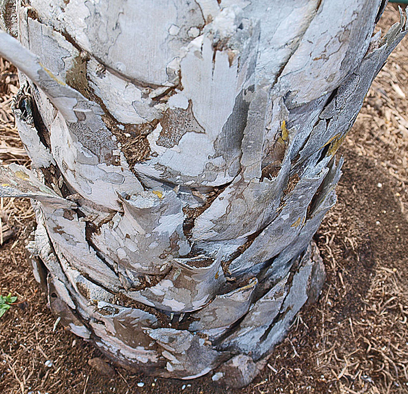   Copernicia alba  stem 