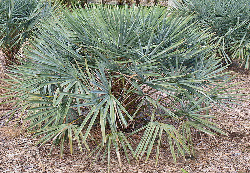   Copernicia alba  habit of immature palm 