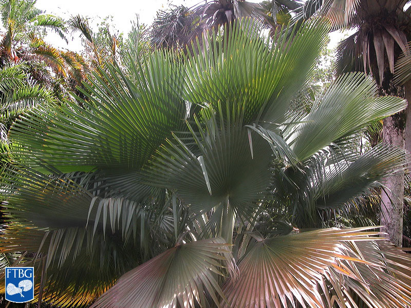   Copernicia baileyana  canopy. Photograph courtesy of Fairchild Tropical Botanical Garden, Guide to Palms  http://palmguide.org/index.php  