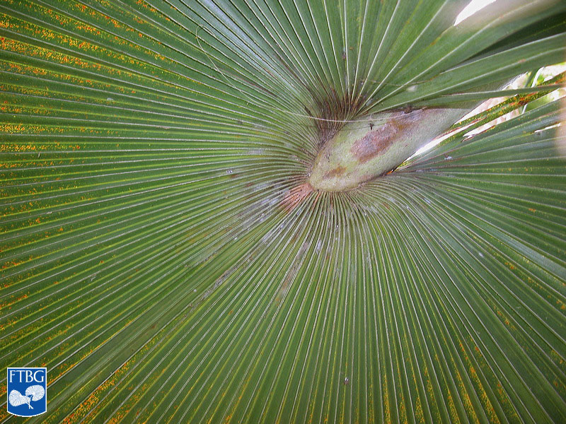   Copernicia baileyana  leaf blade. Photograph courtesy of Fairchild Tropical Botanical Garden, Guide to Palms  http://palmguide.org/index.php  