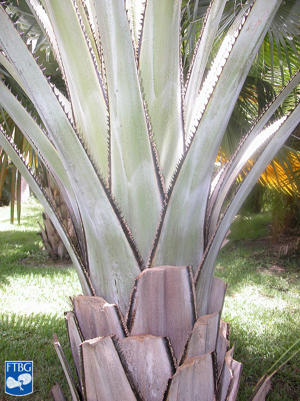   Copernicia baileyana  petioles. Photograph courtesy of Fairchild Tropical Botanical Garden, Guide to Palms  http://palmguide.org/index.php  