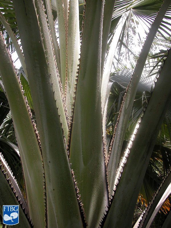   Copernicia baileyana  spines. Photograph courtesy of Fairchild Tropical Botanical Garden, Guide to Palms  http://palmguide.org/index.php  