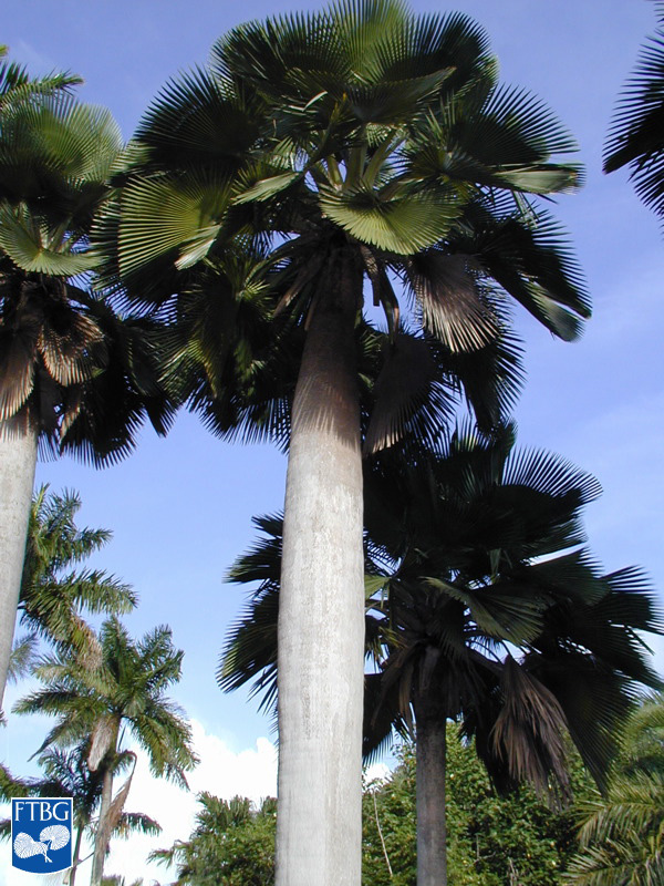   Copernicia baileyana  habit. Photograph courtesy of Fairchild Tropical Botanical Garden, Guide to Palms  http://palmguide.org/index.php  