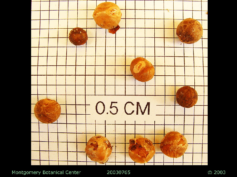   Copernicia baileyana  seeds (MBC photo: 20030765-1). Photograph courtesy of Montgomery Botanical Center  http://www.montgomerybotanical.org/  