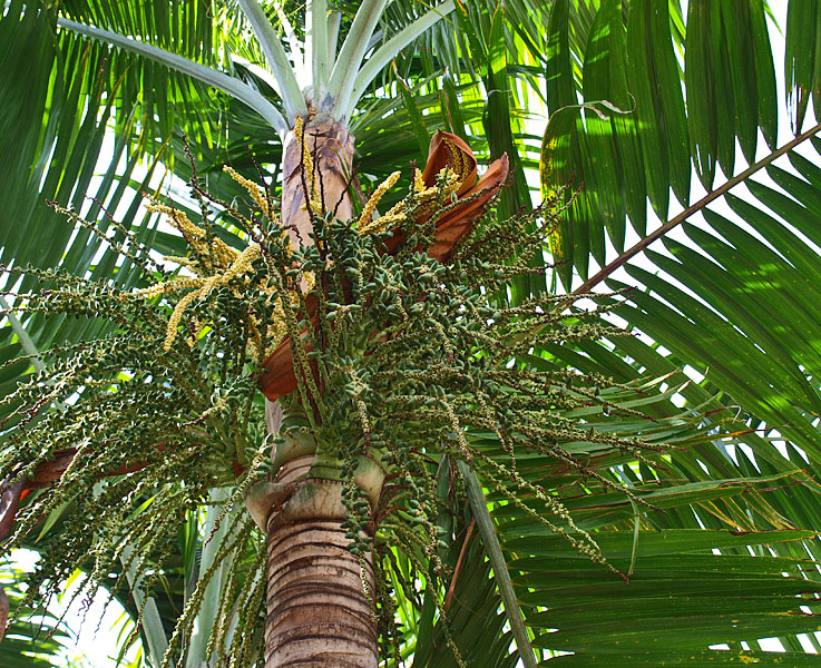   Dictyosperma album  crown shaft and inflorescence 