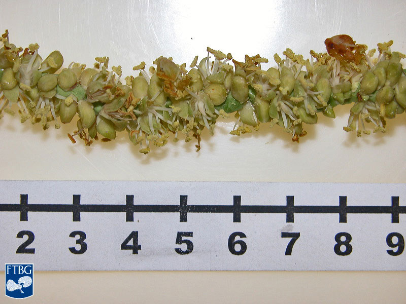   Dictyosperma album  flowers. Photograph courtesy of Fairchild Tropical Botanical Garden, Guide to Palms  http://palmguide.org/index.php  