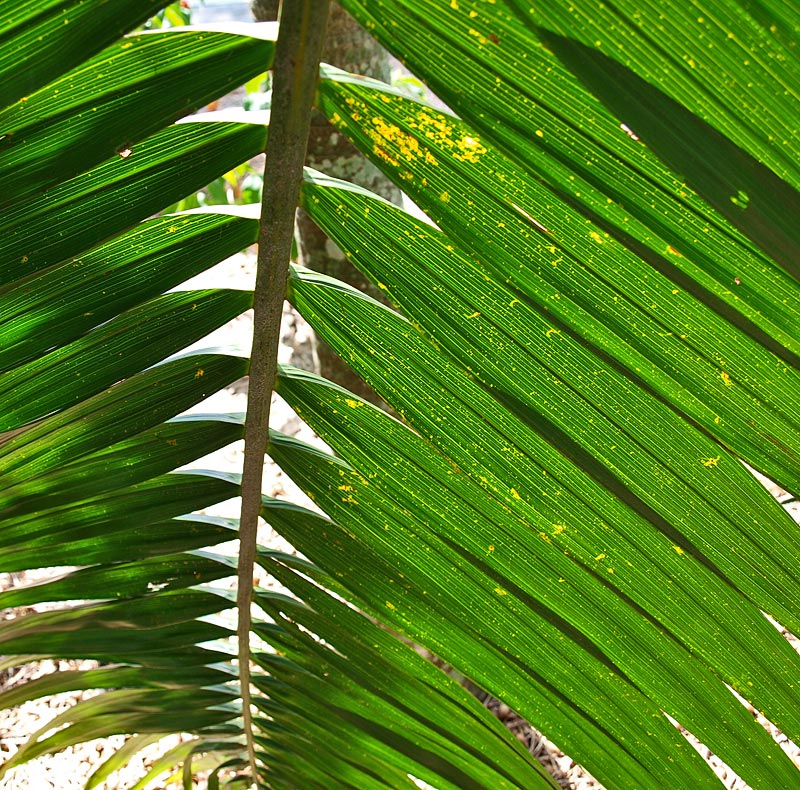   Dictyosperma album  leaflets 
