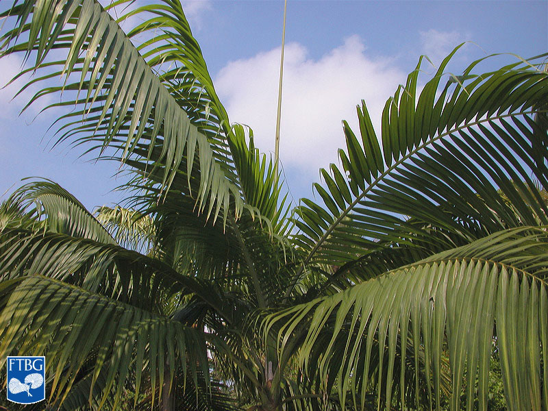   Dictyosperma album  closer view of canopy. Photograph courtesy of Fairchild Tropical Botanical Garden, Guide to Palms  http://palmguide.org/index.php  