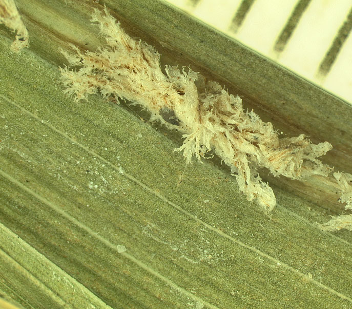   Dictyosperma album  closer view of ramenta 