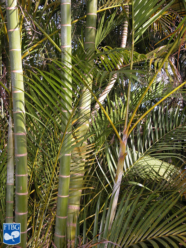   Dypsis lutescens  stems. Photograph courtesy of Fairchild Tropical Botanical Garden, Guide to Palms  http://palmguide.org/index.php  