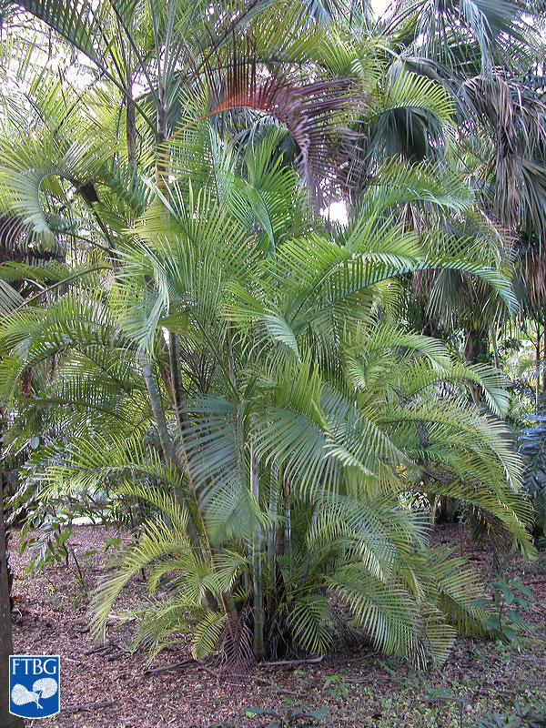  Dypsis lutescens  habit. Photograph courtesy of Fairchild Tropical Botanical Garden, Guide to Palms  http://palmguide.org/index.php  