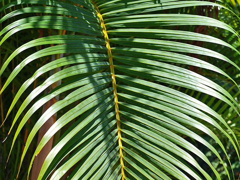   Dypsis lutescens  leaflets with yellow leaf rachis 