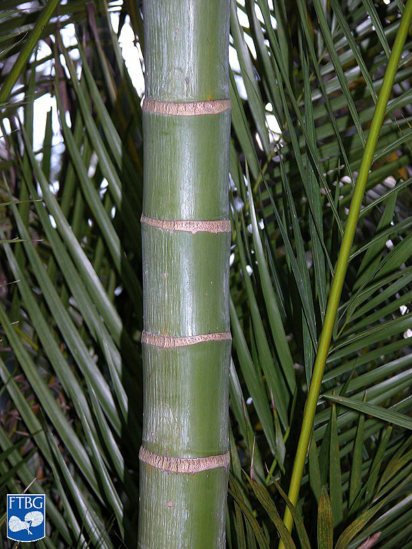   Dypsis lutescens  leaf scar rings. Photograph courtesy of Fairchild Tropical Botanical Garden, Guide to Palms  http://palmguide.org/index.php  