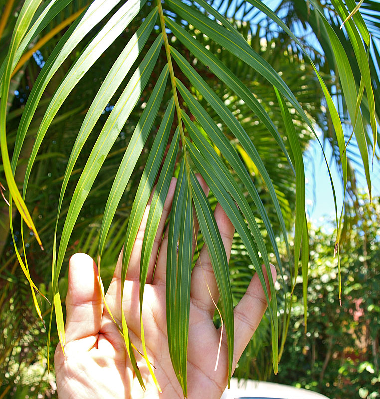   Dypsis lutescens  leaflet tips 