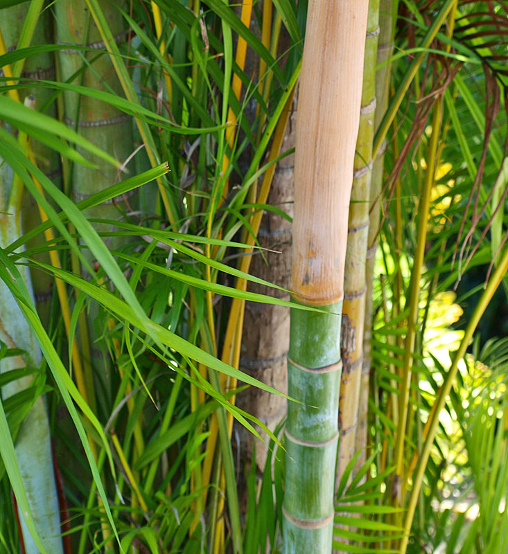   Dypsis lutescens  leaf scar rings 