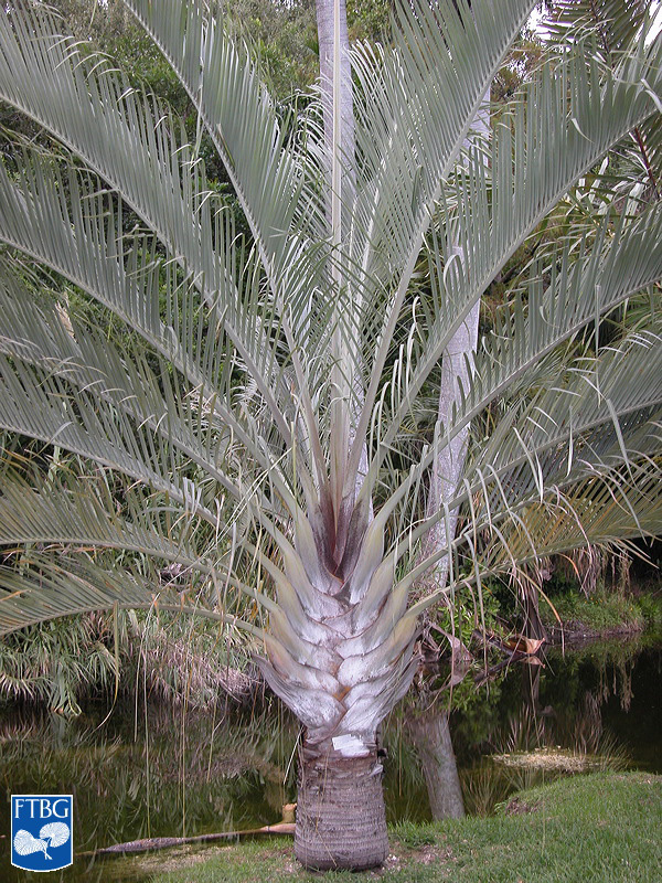   Dypsis decaryi  habit. Photograph courtesy of Fairchild Tropical Botanical Garden, Guide to Palms  http://palmguide.org/index.php  