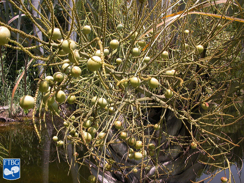   Dypsis decaryi  fruit. Photograph courtesy of Fairchild Tropical Botanical Garden, Guide to Palms  http://palmguide.org/index.php  