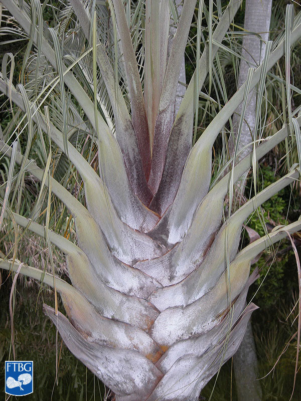   Dypsis decaryi  leaf bases. Photograph courtesy of Fairchild Tropical Botanical Garden, Guide to Palms  http://palmguide.org/index.php  