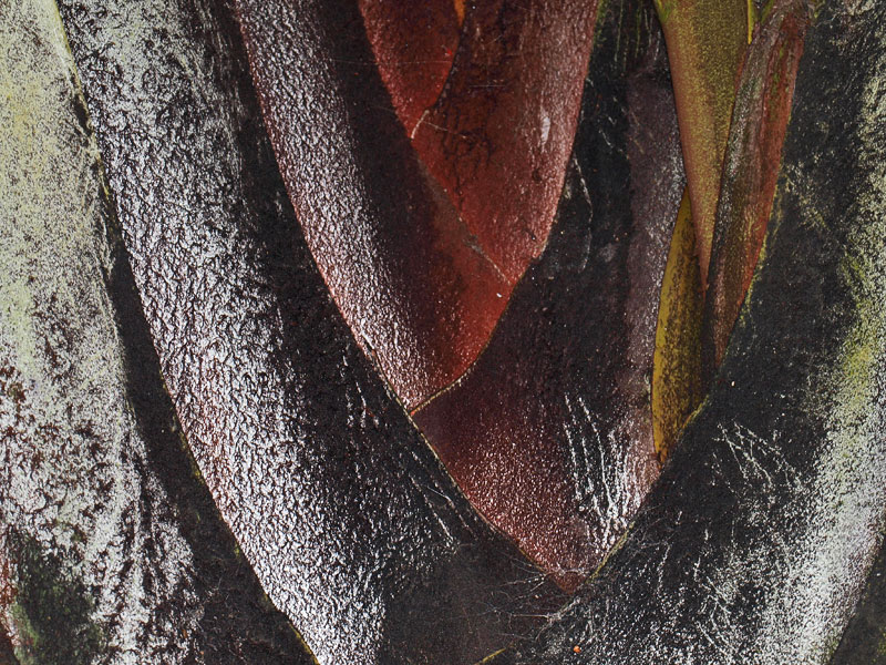   Dypsis decaryi  leaf bases closer view showing tomentum. 
