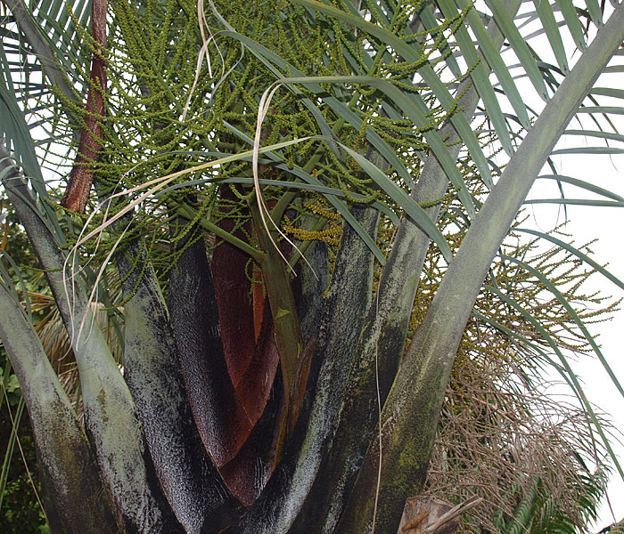   Dypsis decaryi  leaf bases and inforescence 