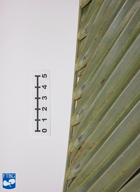   Dypsis decaryi  leaflets. Photograph courtesy of Fairchild Tropical Botanical Garden, Guide to Palms  http://palmguide.org/index.php  