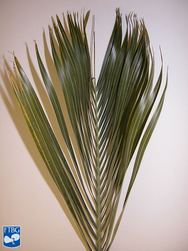   Dypsis decaryi  leaf. Photograph courtesy of Fairchild Tropical Botanical Garden, Guide to Palms  http://palmguide.org/index.php  
