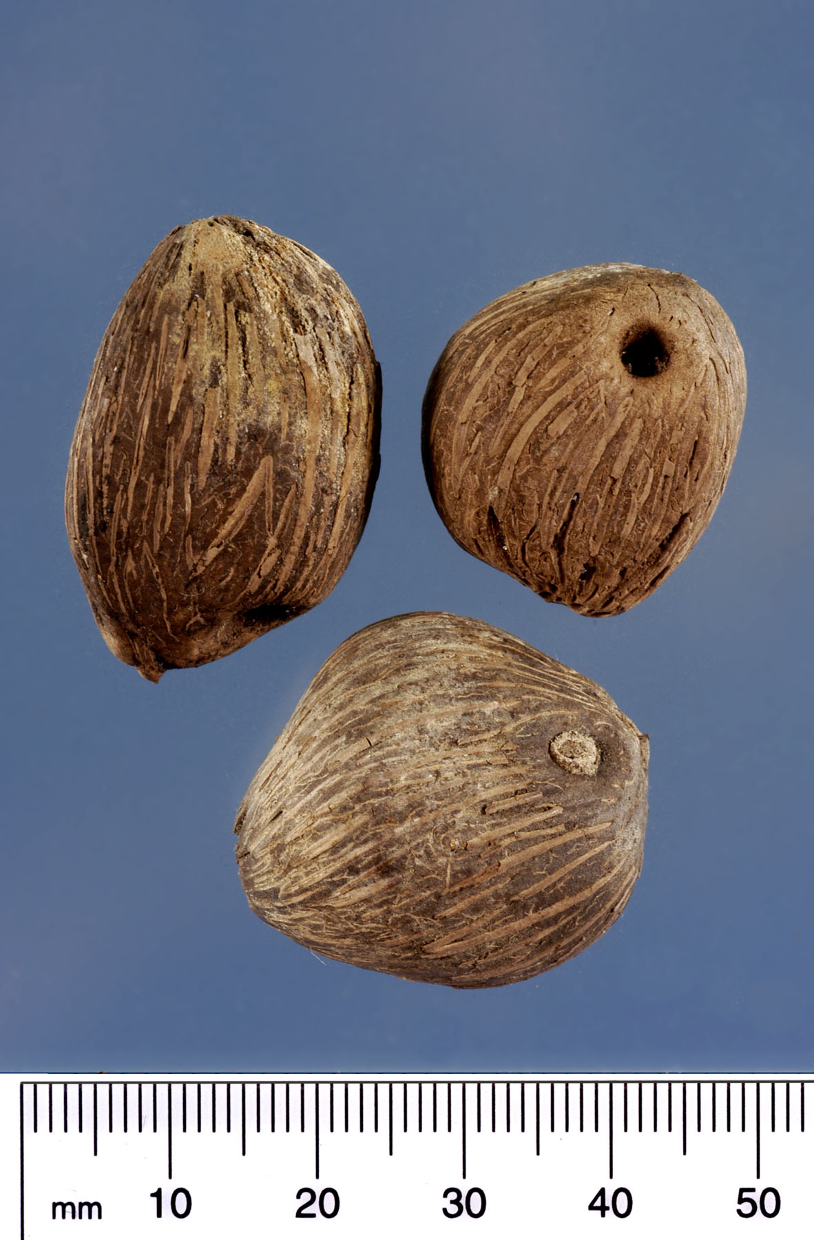   Elaeis guineensis  seeds. Photograph courtesy of Mariana P. Beckman, DPI 